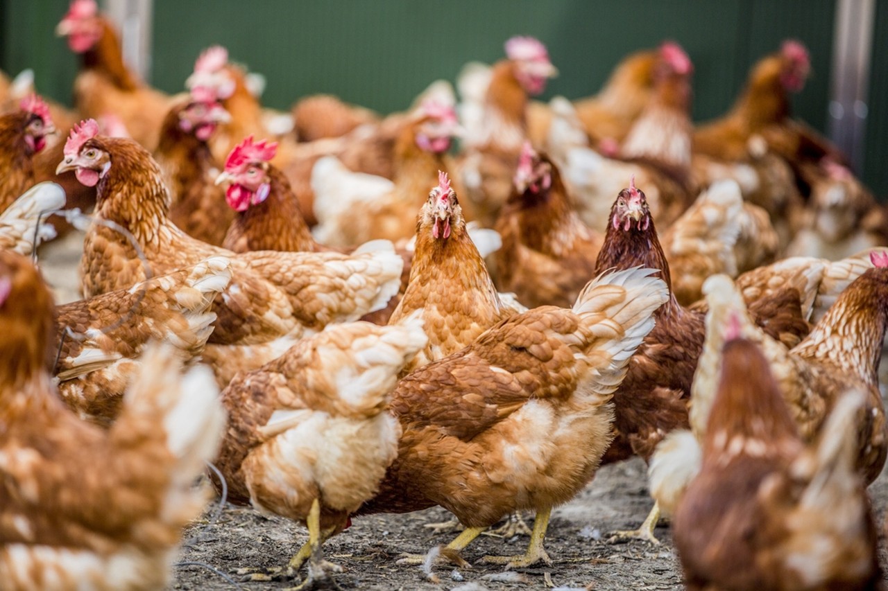 Mooie jurk soort spoor Gevolg van fipronilcrisis: amper nog kippen te koop | Gazet van Antwerpen  Mobile