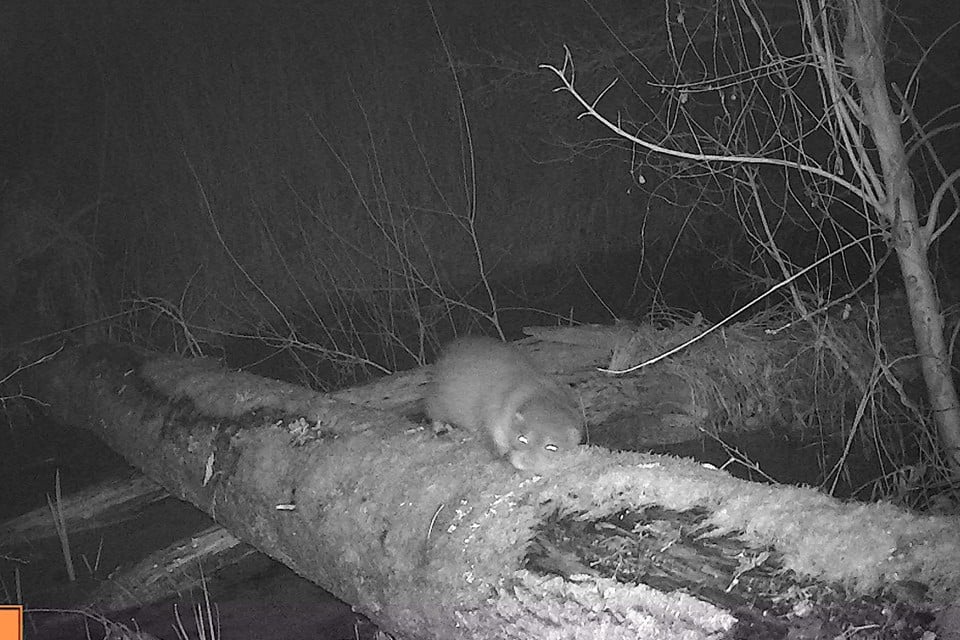 De foto van het otterjong is gemaakt met een cameraval.