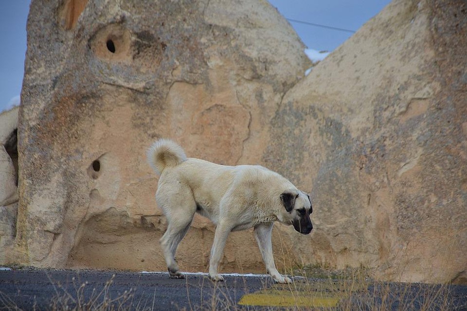 Een Turkse herder of kangal in Turkije.