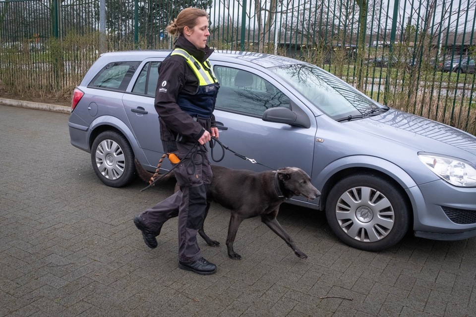 diepte natuurlijk gouden Politie mag dit jaar zeven diensthonden kopen (Antwerpen) | Gazet van  Antwerpen Mobile