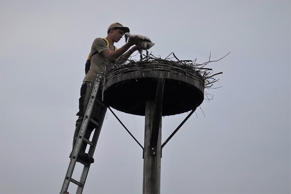 De Zegge-medewerker Pieter legt het jong opnieuw in zijn nest nadat het geringd en opgemeten werd.