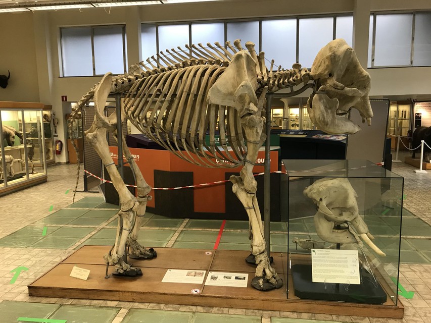 Adèle, in het Aquarium-Muséum in Luik.