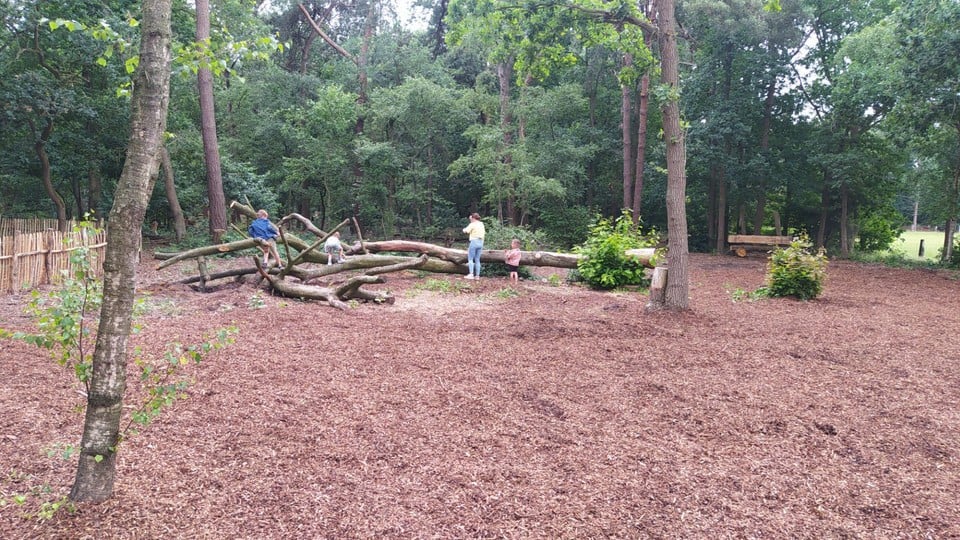 Kinderen spelen op het hout van de Amerikaanse eiken. 