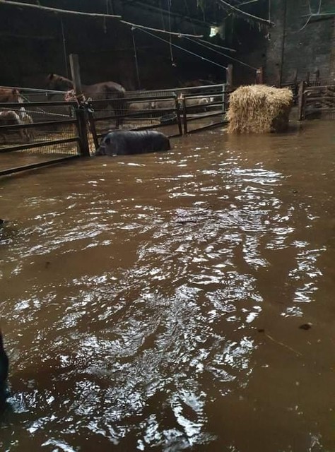 De overstroomde stallen vlak na de watersnoodramp.