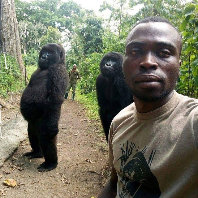 Natuurbescherming wil dat tv-makers ophouden selfies te maken met apen Gazet van Antwerpen Mobile