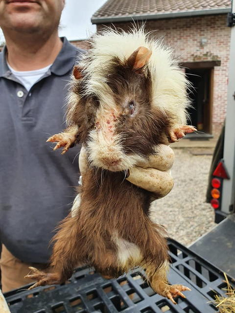 De cavia’s waren zwaar verminkt.