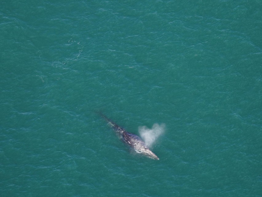 “Deze grijze walvis demonstreert hoe snel mariene soorten zich aanpassen aan de klimaatverandering.”