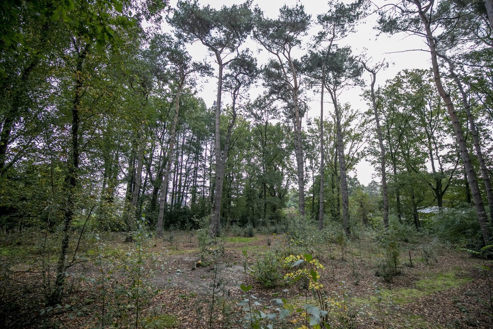 De natuurbegraafplaats in Halle, officieel de eerste van Vlaanderen in 2018. 