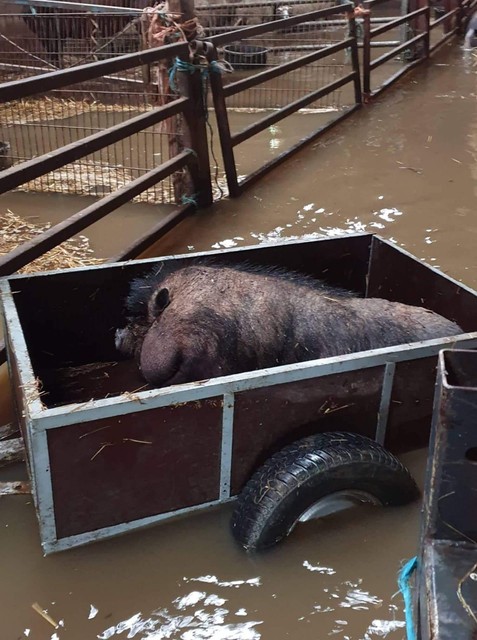 Een varken wordt in een aanhangwagen geëvacueerd.