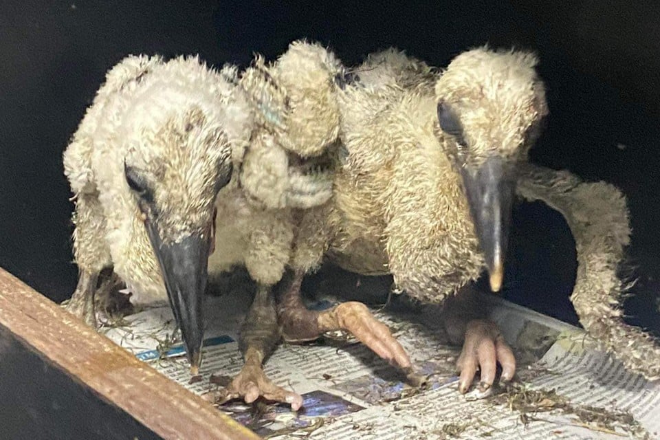 De twee overlevende ooievaarskuikens zijn overgebracht naar het Vogel- en zoogdierenopvangcentrum in Heusden-Zolder.