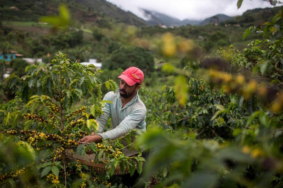 Vorig jaar kende Brazilië, ’s werelds grootse koffieverbouwer, nog een superoogst. Dit jaar is het een ramp.