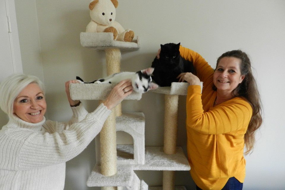 Svea Plees en Tineke Kolleman zetten zich in om zwerfkatten een thuis te geven. 