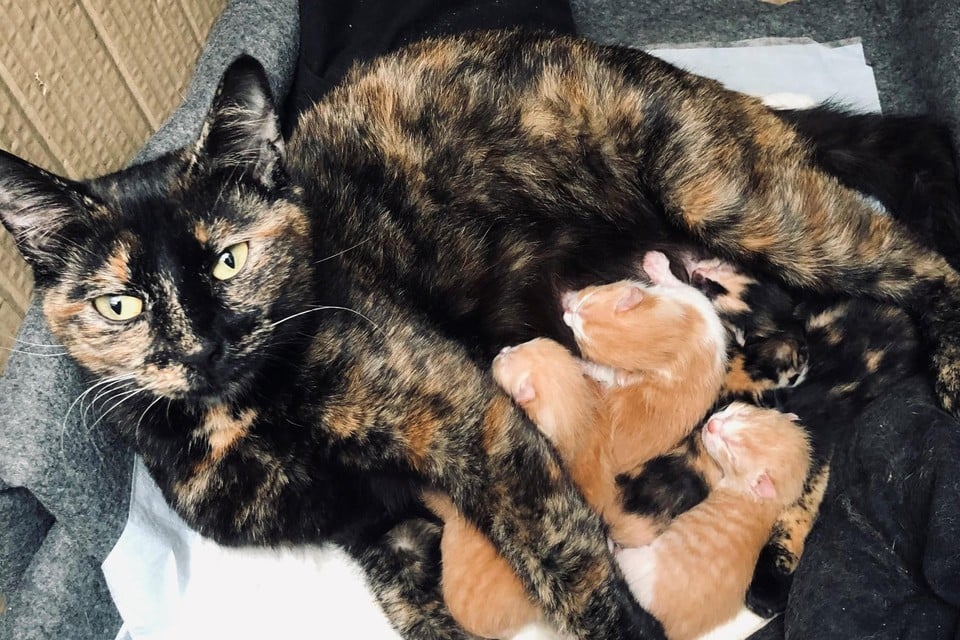 Acht jaar geldt nu de sterilisatie- en castratieplicht bij katten, maar Zwerfkat Wommelgem stelt vast dat de wet dode letter blijft. Zoals blijkt uit deze pas bevallen kattin met negen kittens. 