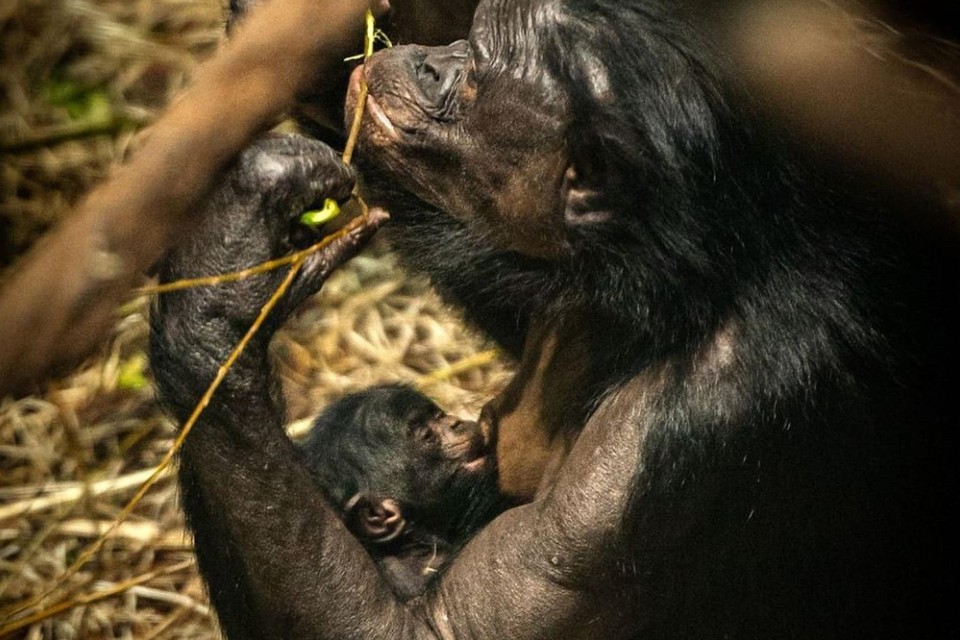 Xolani is de eerste x-baby van Planckendael. De kleine bonobo is geboren op 1 januari. 