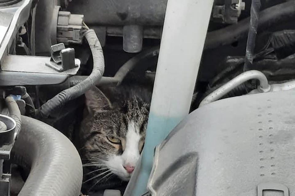 De tijgerkat met wit zoals ze in het motorblok vast zat.