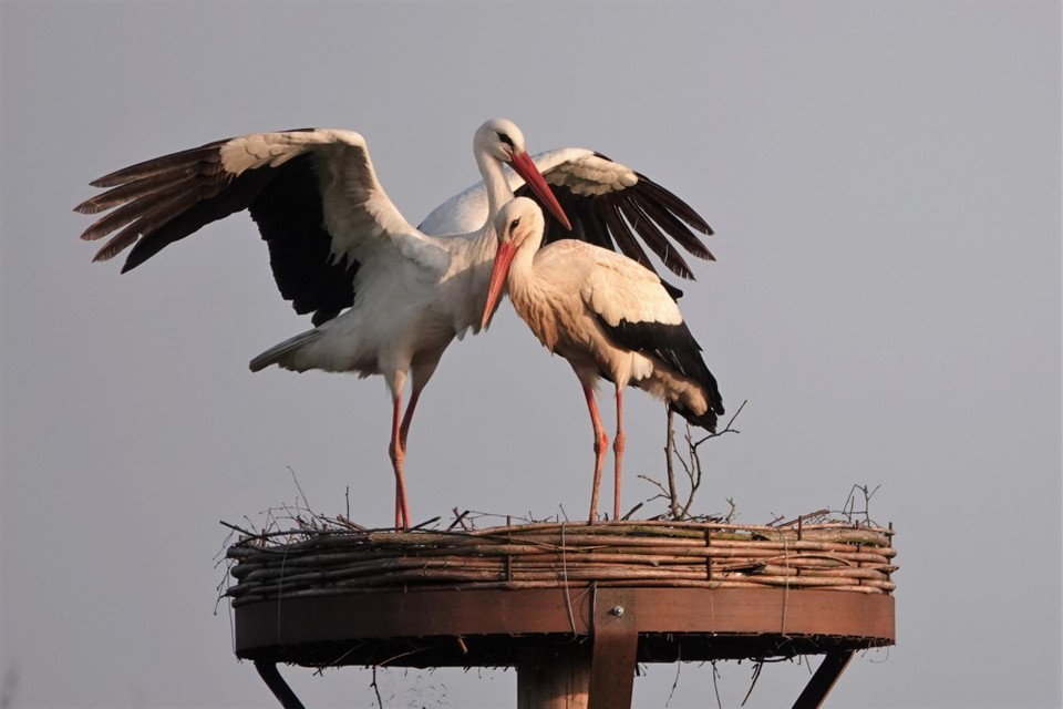 Dit wilde ooievaarskoppel zorgt voor het eerst in meer dan honderd jaar voor een ooievaarsjong in het Geels Gebroekt.