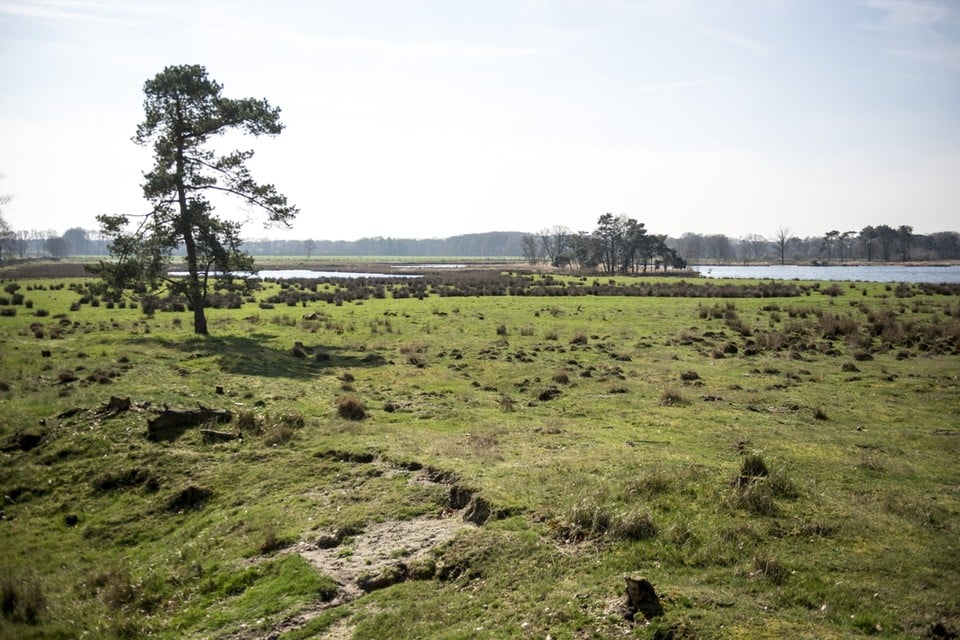 Het Turnhoutse Vennengebied zou samen met Landschap de Liereman in Oud-Turnhout, de Gewestbossen in Ravels en de Hoge Vijvers in Arendonk een nationaal park in de Kempen kunnen vormen.