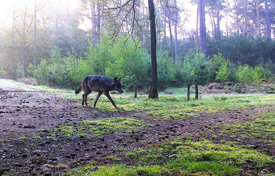 Wolf August.