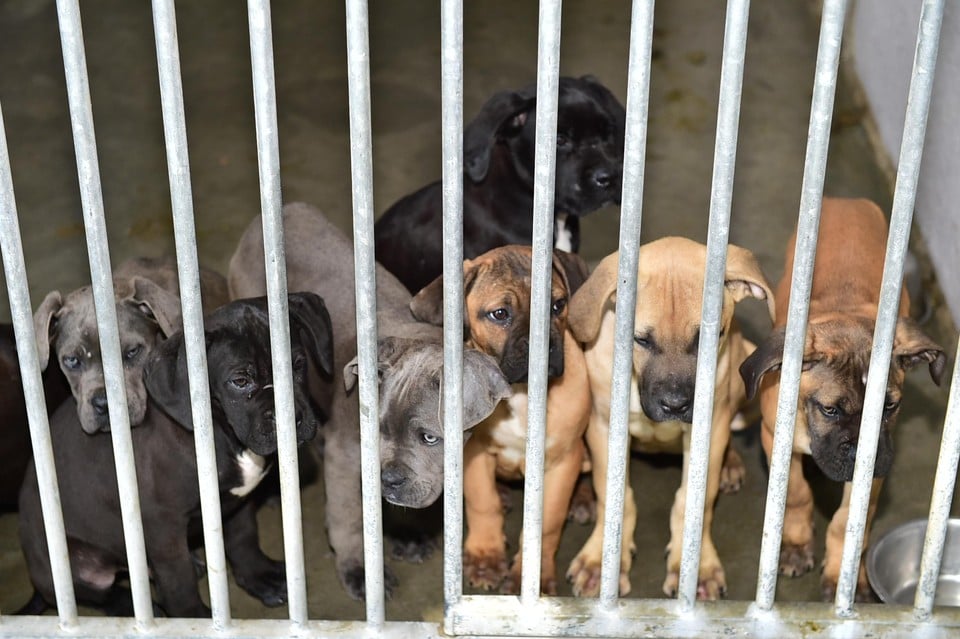 Nog achttien van de 111 cani corsi worden bij de Dierenbescherming opgevangen.