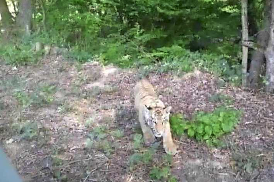 De Slowaakse politie deelde deze foto van de ontsnapte tijger. 