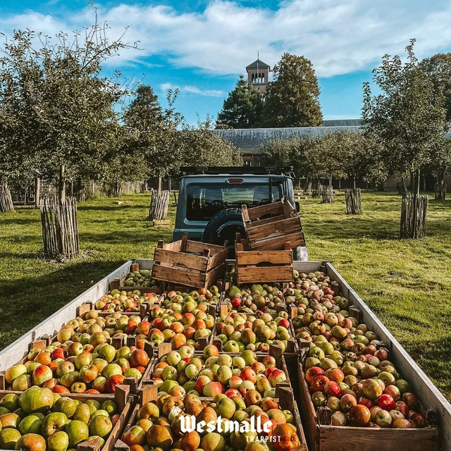 Westmalle Trappist postte zelf deze smakelijke foto van de oogst op Facebook. Blozende vitamines uit Westmalle.