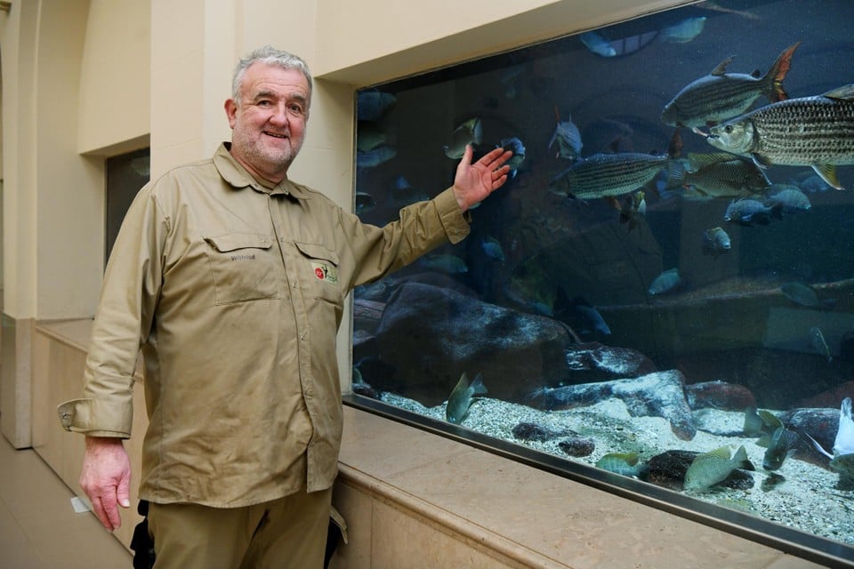 Wilfried Van der Elst toont de tijgervissen, zijn favoriete soort. Om hun scherpe tanden in hun kaken te krijgen, plooit hun bek op twee plaatsen. 