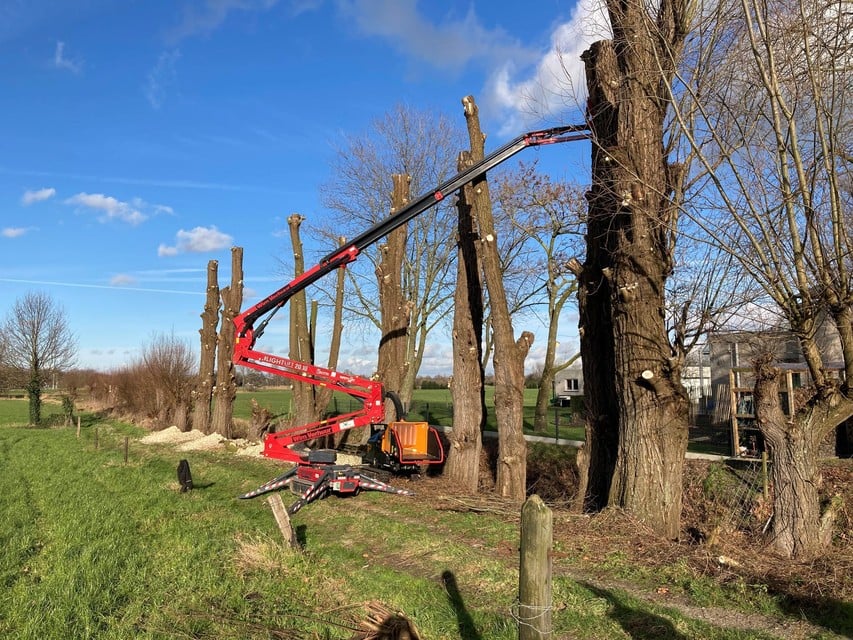 Snoeiwerken aan knotwilgen.