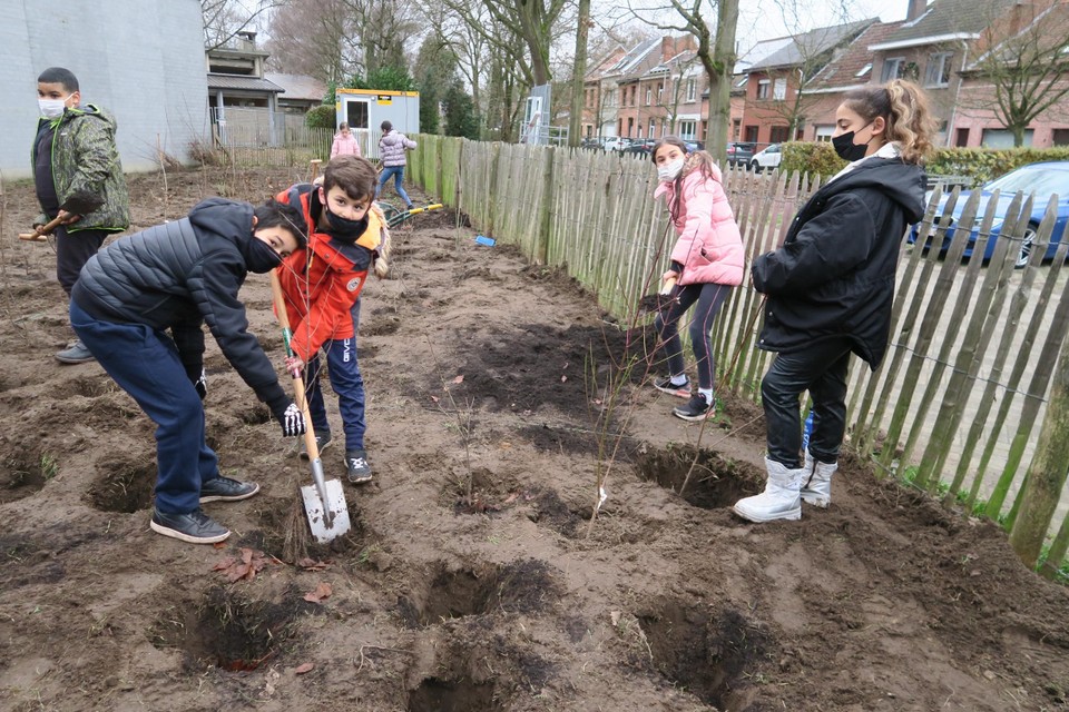 Leerlingen van de GO! lagere school Vijverhof kwamen eind vorig jaar helpen bij het planten van de 600 bomen. 