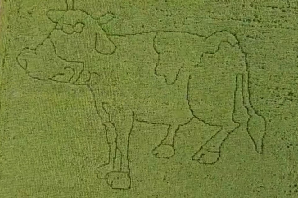 Wie de route trotseert, legt de contouren van een koe af. 
