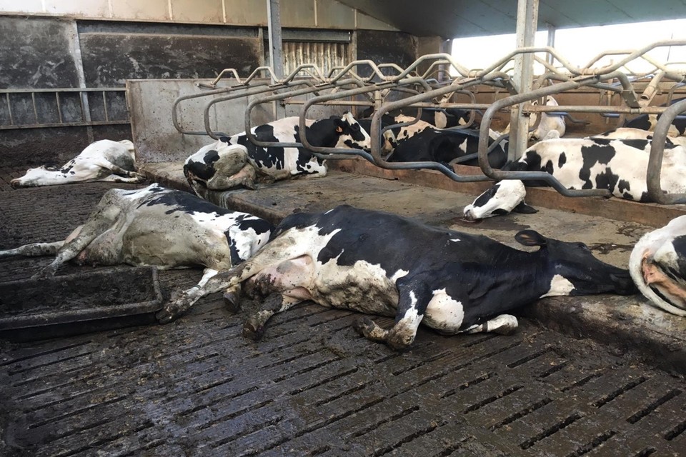 Tientallen koeien per dag stierven in de stal van boer Anthonissen. De schade loopt ondertussen op tot meer dan 350.000 euro. 