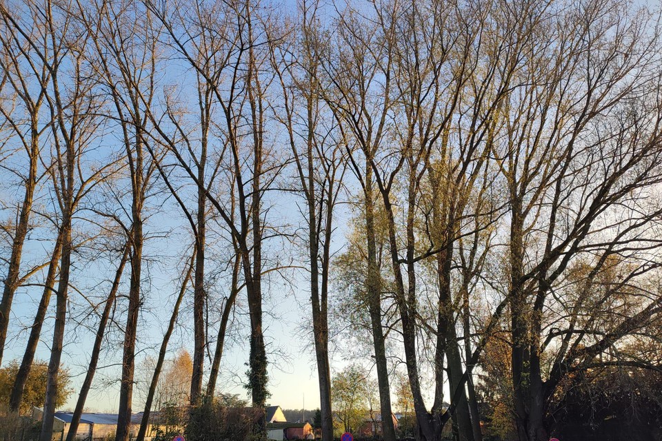 Deze bomen aan de gebouwen van de technische dienst op Achterstenhoek in Lille verdwijnen. 