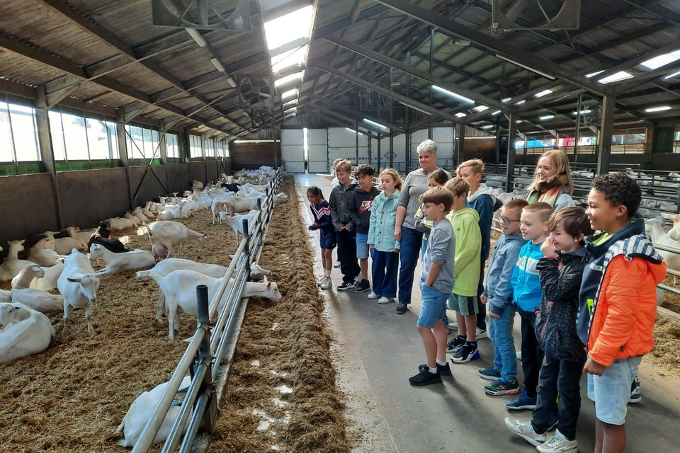De vijfdejaars uit Brecht krijgen rondleiding op geitenboerderij van Ton Jansen op Binnen Bij Boeren. 