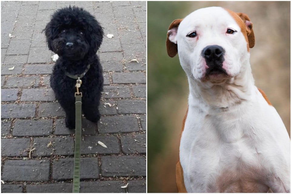 Links: dwergpoedel Lando. Rechts: een stafford.