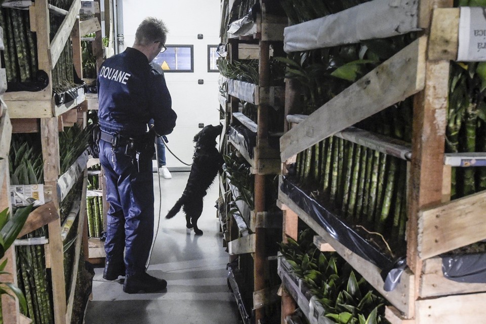 Een drugshond onderzoekt een container met bamboeplanten. 
