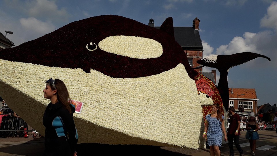 Buurtschap De Miekes deed voor het eerst mee bij de corsowagens, en stijgt zo een categorie hoger dan de bloemenwagens.