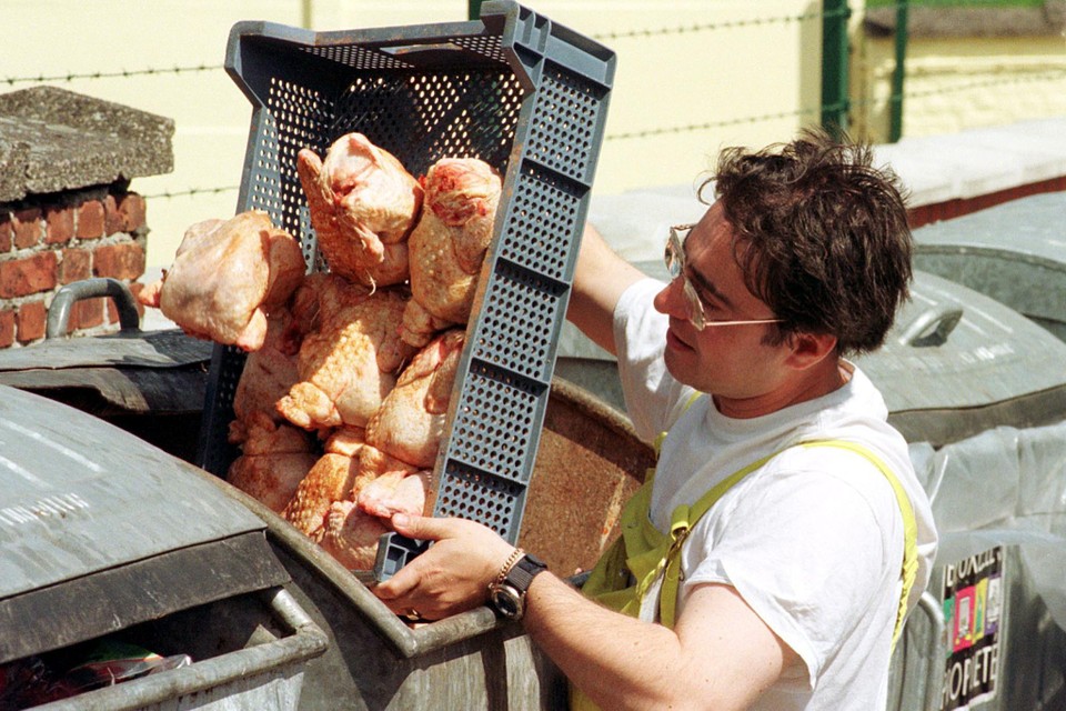 Belgische kip wordt weggegooid tijdens de dioxinecrisis.