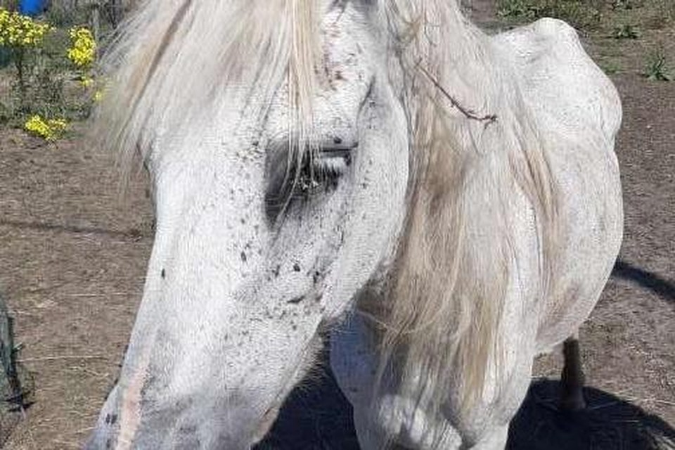 Deze magere pony werd samen met haar veulen in beslag genomen.  