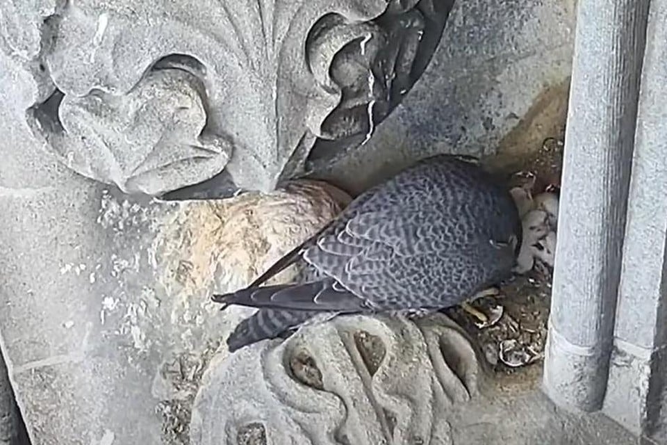 In een van de nissen van de Sint-Romboutstoren zijn in een nest vier kuikens van slechtvalken geboren.