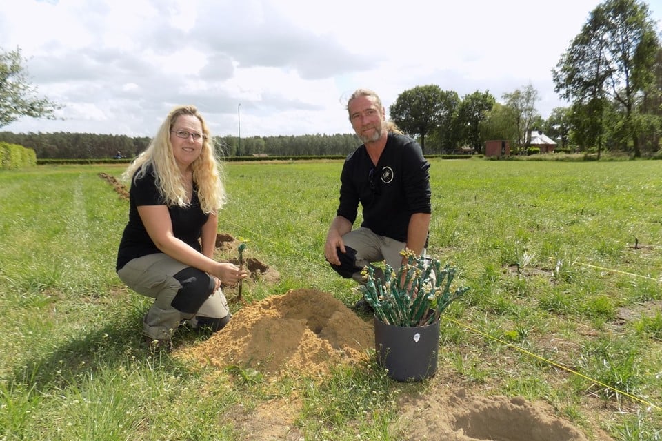 Annick Milis en Reinout Moonen van wijndomein Walterus uit Poederlee hebben aan Berkelheide in Vorselaar een nieuwe wijngaard met 2.200 druivelaars aangeplant.