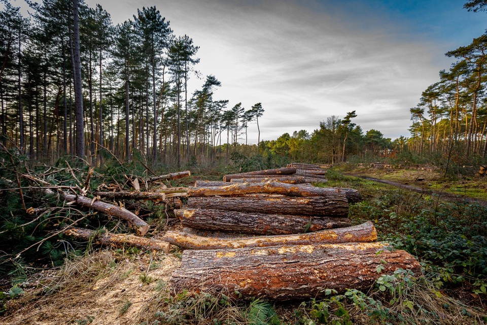 Vrijdagochtend startte Natuurpunt in het Kelderbos met een bomenkap van een gebied van twee voetbalvelden groot.