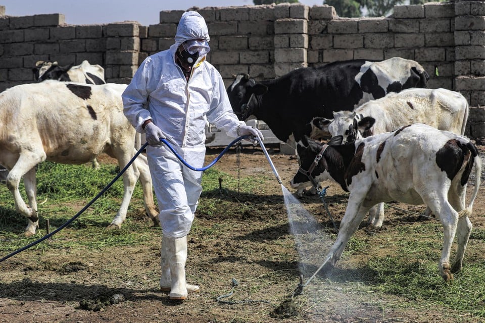 Een medewerker van de dierengeneeskundige afdeling van het ministerie van Gezondheid desinfecteert een boerderij in Irak.