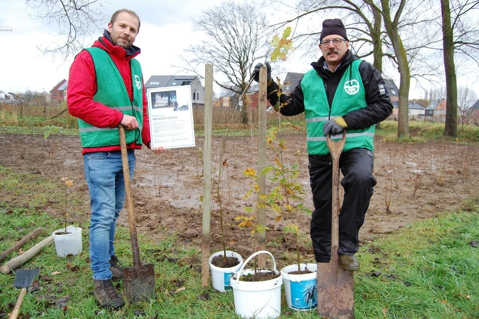 Jo en Jef van Natuurpunt planten de nazaten uit in het Molenbeekpark.