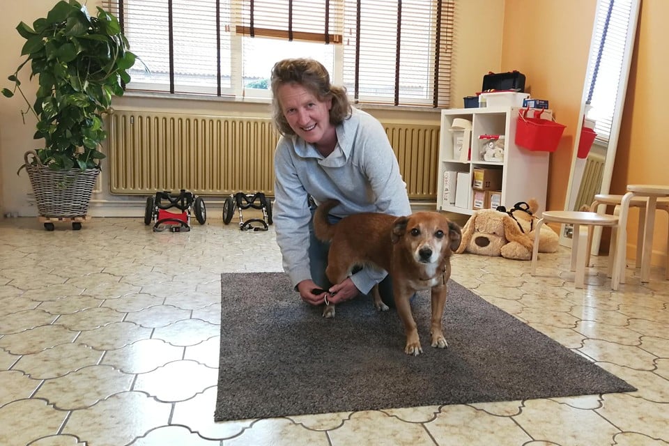 Liesbet Distelmans gebruikt haar eigen (gezonde) hond Toetsie even als model om een zachte brace aan de achterpoot te demonstreren.