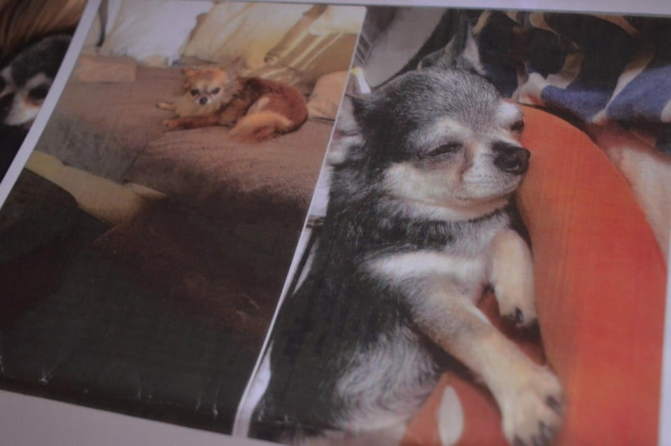 Chihuahua’s Smolly (9) en Ebony (13) zitten al acht maanden in het asiel.