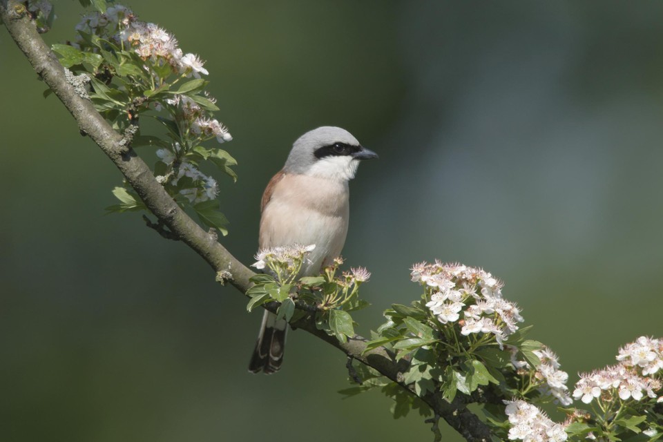 Een vogel rust uit op een tak van de meidoorn. De boom is een topsoort voor een levende tuin die de Behaagactie dit jaar in de kijker zet.