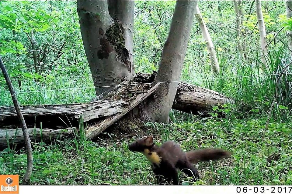 Een boommarter bij leven in zijn natuurlijke habitat: een bosgebied waar hij onder meer op eekhoorns kan jagen..