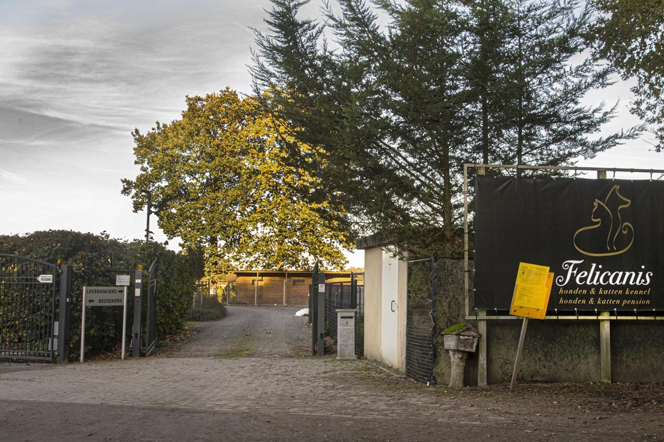 Bij kennel Felicanis in Kasterlee liep eerder al een onderzoek naar broodfokkerij en zwendel, nu zijn de uitbaters ook veroordeeld voor geweldsfeiten.
