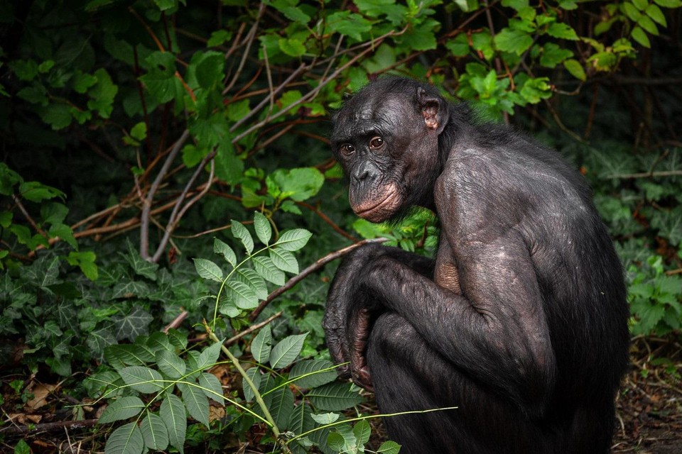 Bonobo Zamba kon een tijdje geleden uit het bonoboverblijf in Planckendael ontsnappen. Voorlopig zit hij weer gewoon bij de groep, maar blijft hij in de binnenverblijven. 