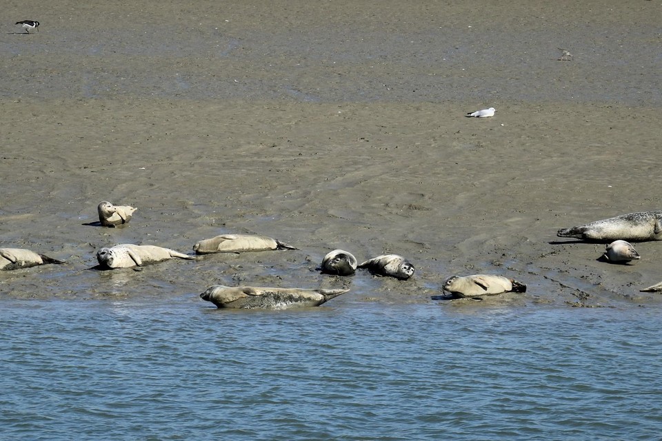 Zeehonden rusten uit in Nieuwpoort. Elk jaar duiken er meer dieren op aan onze kust.