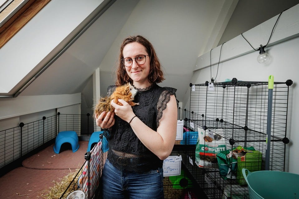 Aurelie De Coster (24) is een Willebroekse leerkracht in opleiding die in haar zolder een vakantieopvang voor cavia’s runt.